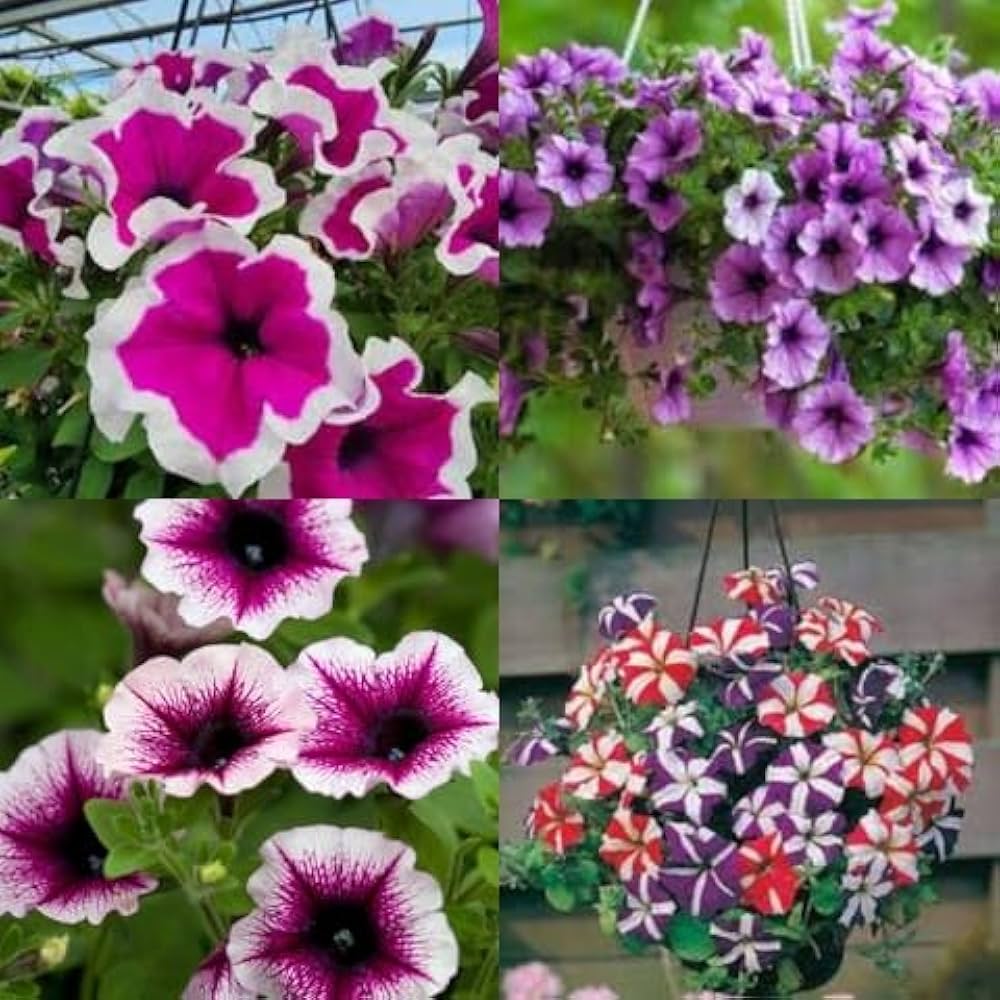Petunias Mix Flower Planting Seeds for Vibrant Gardens - Evergrowseeds