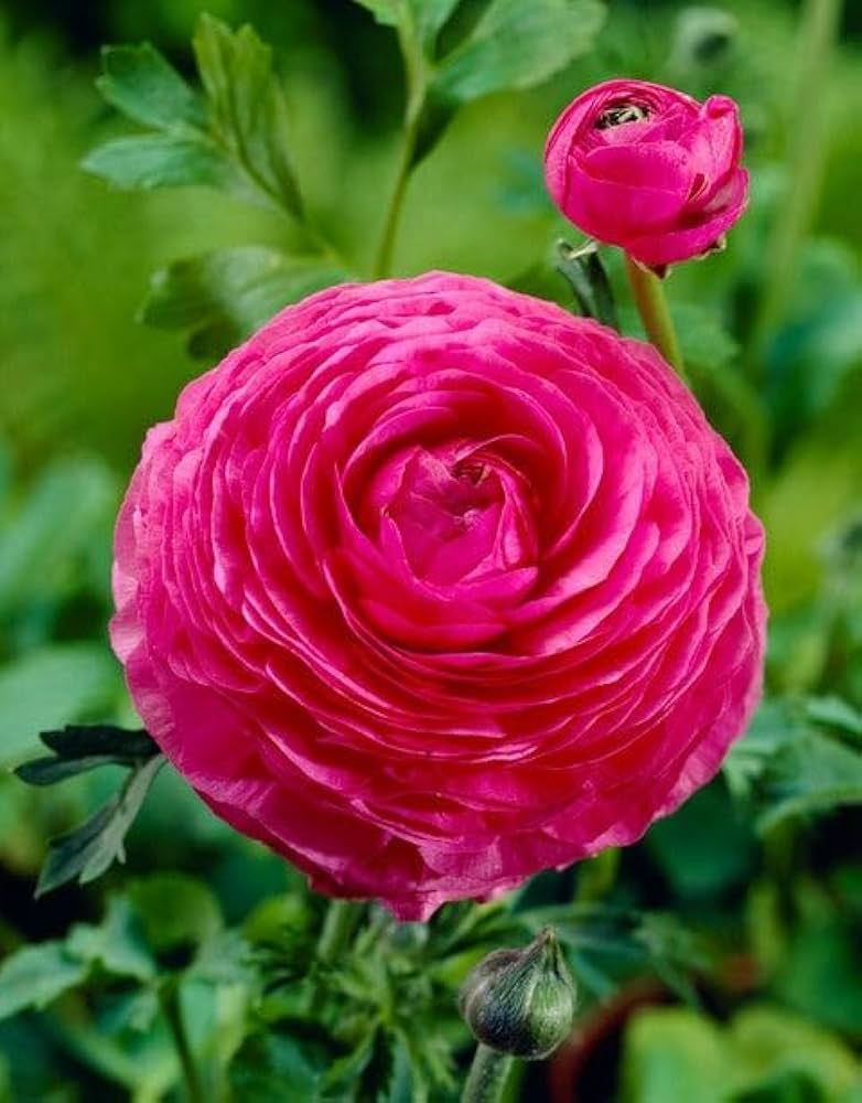 Light Pink Ranunculus Flower seeds for Planting - Pollinator Friendly, Heirloom & GMO Free Seeds for Home Garden