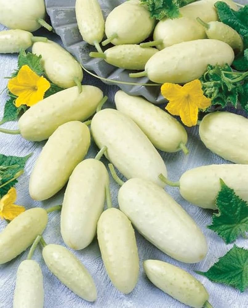 White Cucumber Vegetable Seeds for Planting