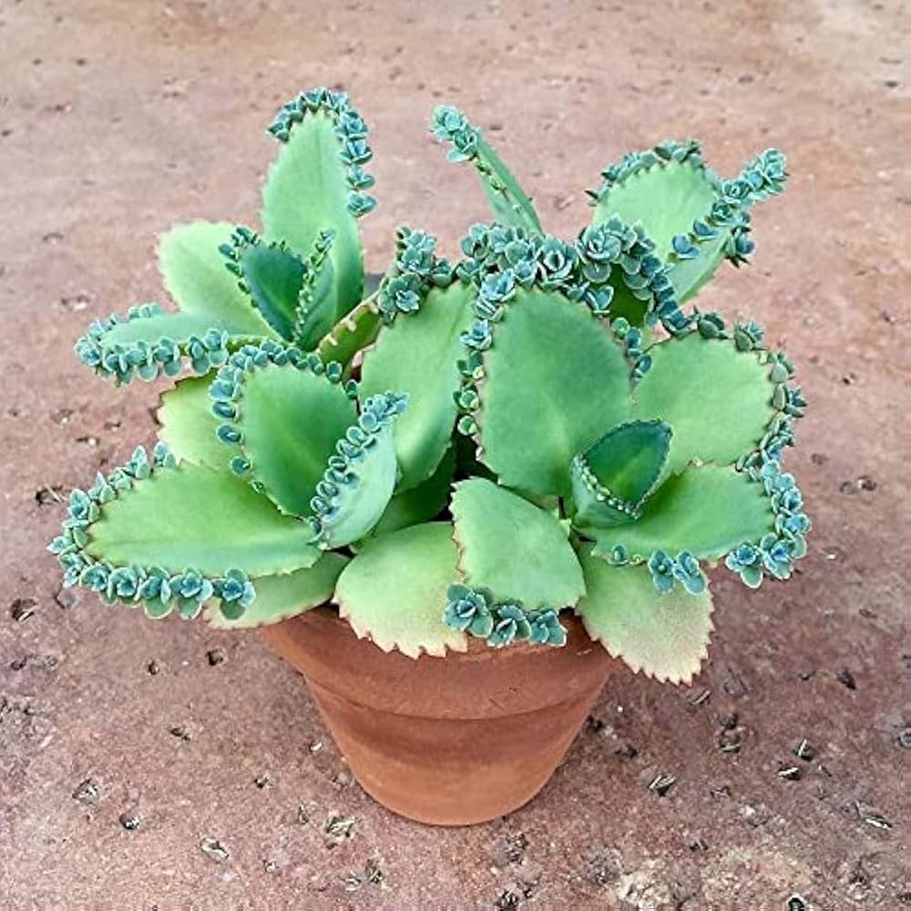 Kalanchoe Daigremontiana Flower seeds for Planting - Pollinator Friendly, Heirloom & GMO Free Seeds for Home Garden
