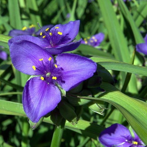 Ohio Spiderwort Flower Seeds for Unique Spiderwort Blooms