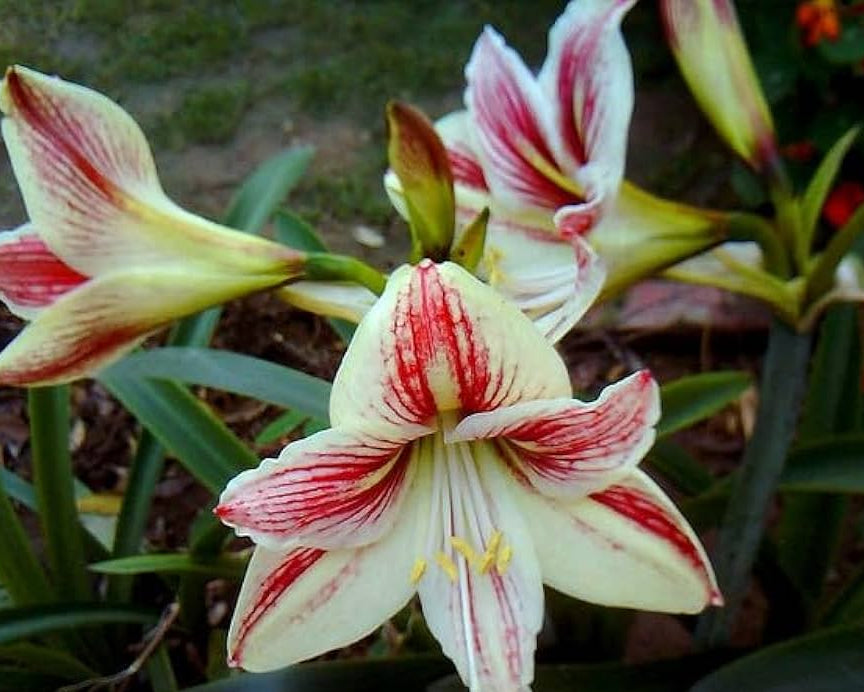 Light Yellow Hippeastrum Flower seeds for Planting - Hardy Variety, Heirloom & GMO Free Seeds for Home Garden