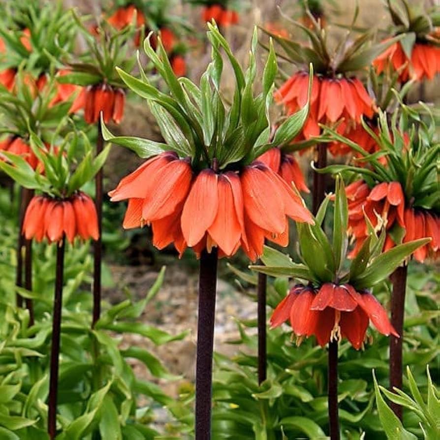 Crown Imperial Fritillaria imperialis Seeds for Planting in Flower Bed & Garden