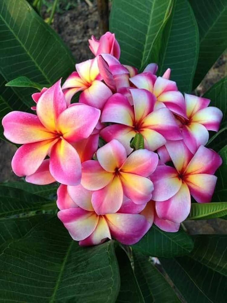 Pack of 20 Plumeria flower seeds from Evergrowseeds, suitable for planting in tropical gardens, showcasing the seed packet and seeds.