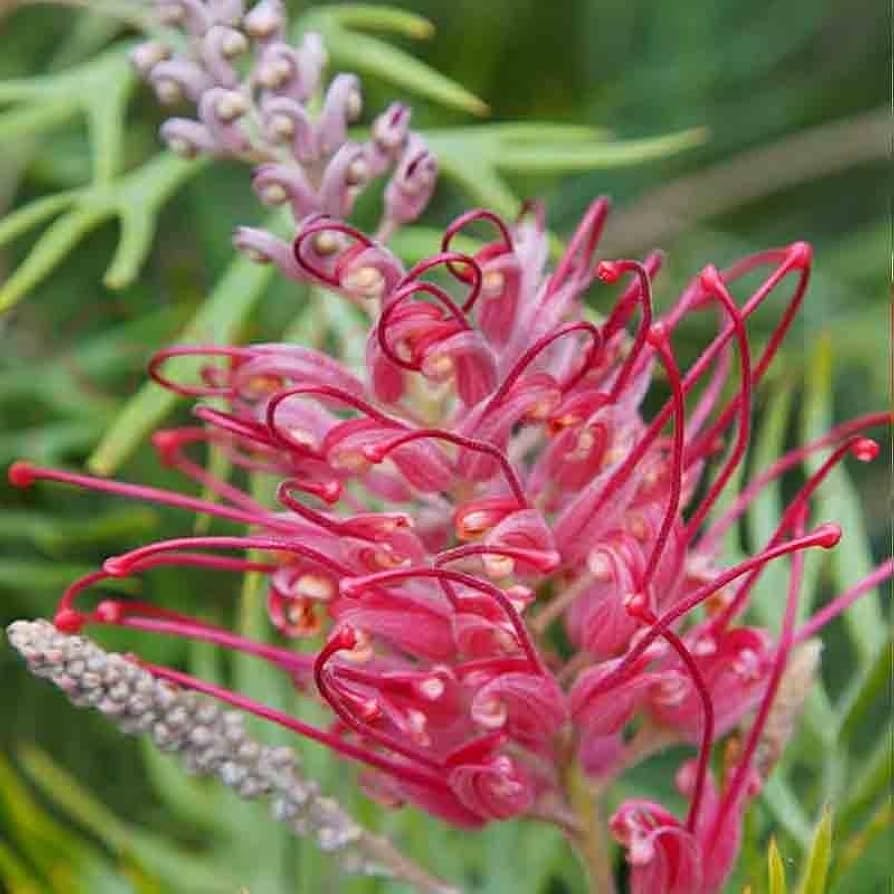 Grevillea Flower seeds for Planting Colorful Display Heirloom & GMO Free Seeds for Home Garden