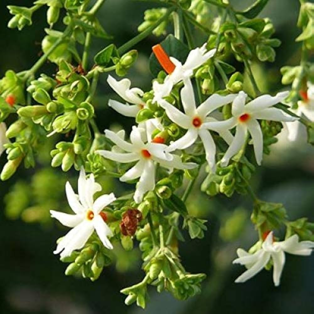 Harsingar Nyctanthes arbor-tristis Seeds for Planting in Home Garden