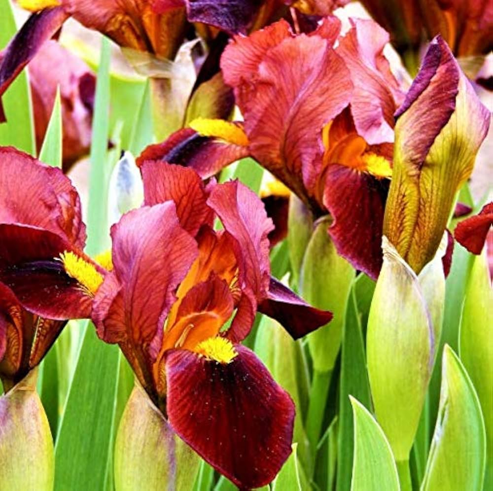 Iris Iris germanica Flower Seeds for Planting for Flower Bed
