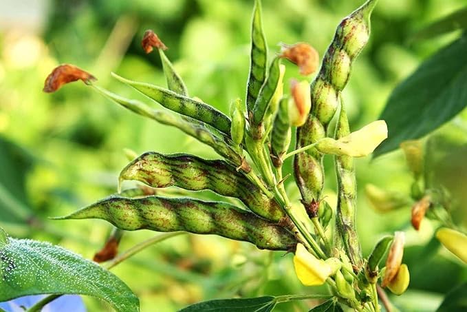 Jamaica Gungo Vegetable Seeds for Planting  High-Quality Seeds for Your Garden
