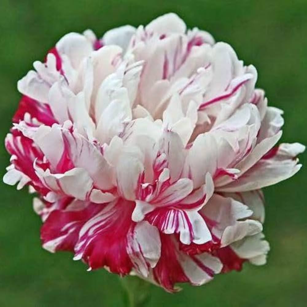 Peony Flower Seeds for Classic, Bold Garden Blooms