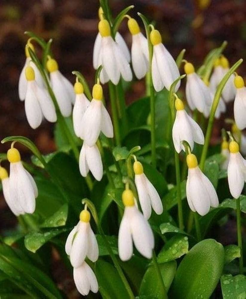 Galanthus Snowdrop Seeds for Planting - Early Spring Blooms - Evergrowseeds