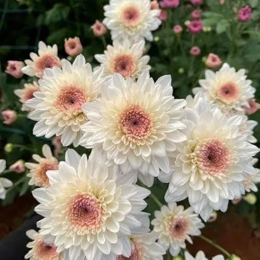 White Pink Chrysanthemum Flower seeds for Planting - Bright Blooms, Heirloom & GMO Free Seeds for Home Garden