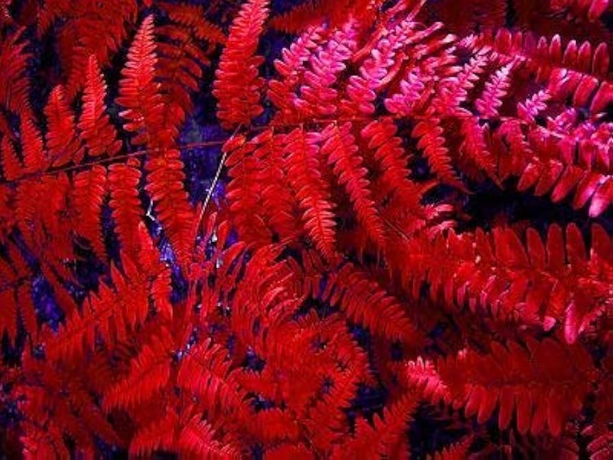 Red Fern for Planting Drought Tolerant Heirloom & GMO Free Seeds for Home Garden
 
 Sale