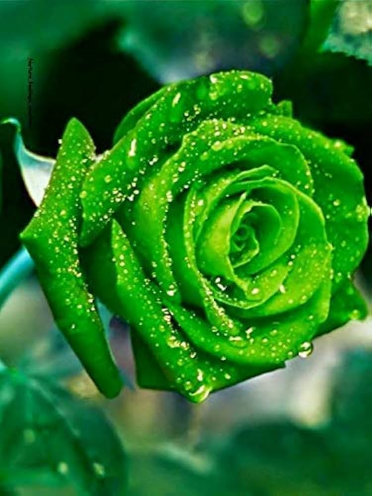 Green Dragon Rose Flower seeds for Planting - Low Maintenance, Heirloom & GMO Free Seeds for Home Garden