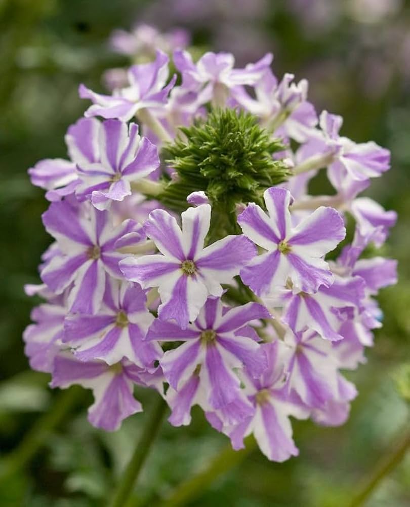 White Purple Verbena Flower seeds for Planting - Easy to Grow, Heirloom & GMO Free Seeds for Home Garden
