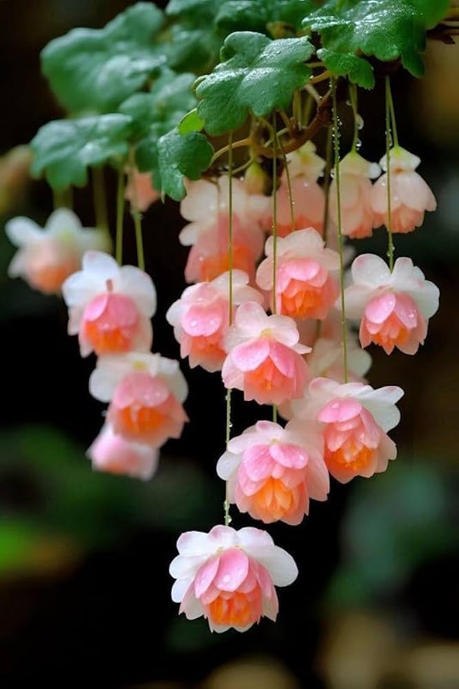 Pink White Begonia Flower seeds for Planting - Wildflower Mix, Heirloom & GMO Free Seeds for Home Garden