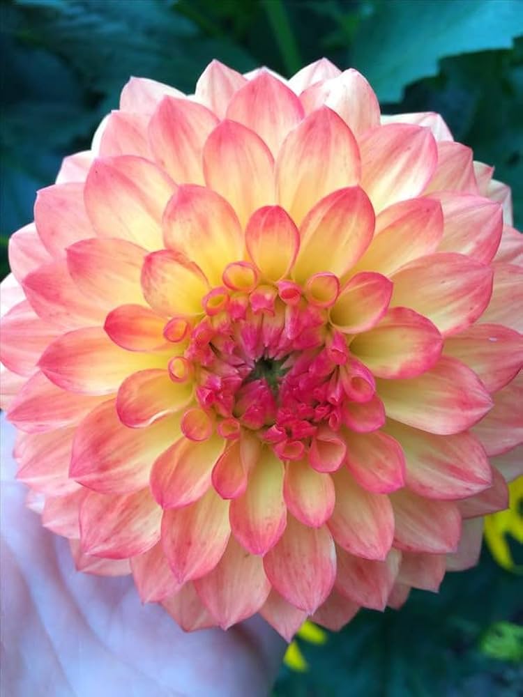 Dahlia Dahlia pinnata Seeds for Planting in Flower Bed