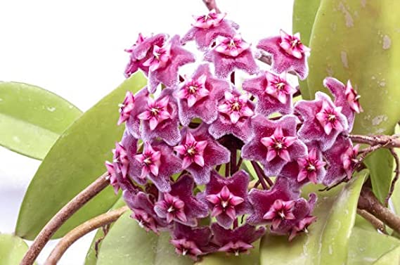 Green-Red Hoya Flower seeds for Planting - Long Bloom Season, Heirloom & GMO Free Seeds for Home Garden