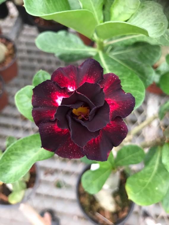 Adenium Flower seeds for Planting - Colorful Display, Heirloom & GMO Free Seeds for Home Garden