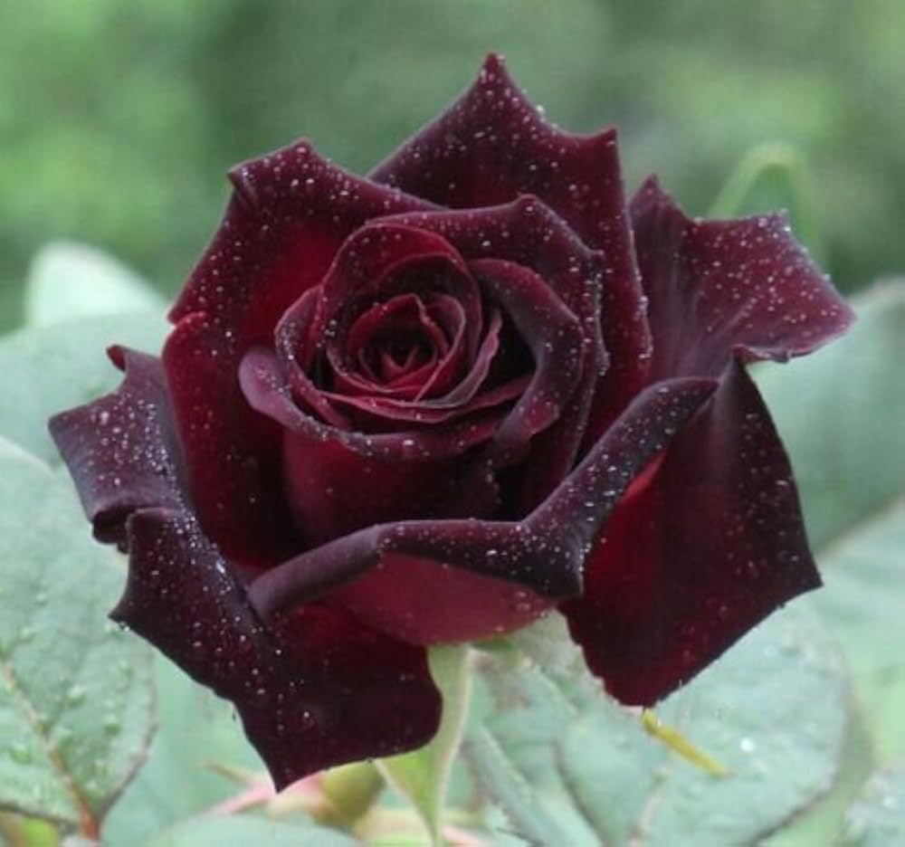 Rose Seeds for Garden for Beautiful, Classic Flower Blooms