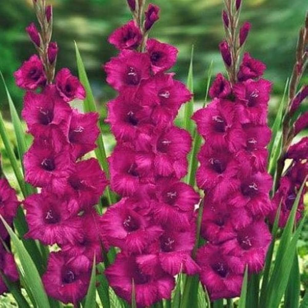 White Purple Gladiolus Flower seeds for Planting - Perfect for Borders, Heirloom & GMO Free Seeds for Home Garden