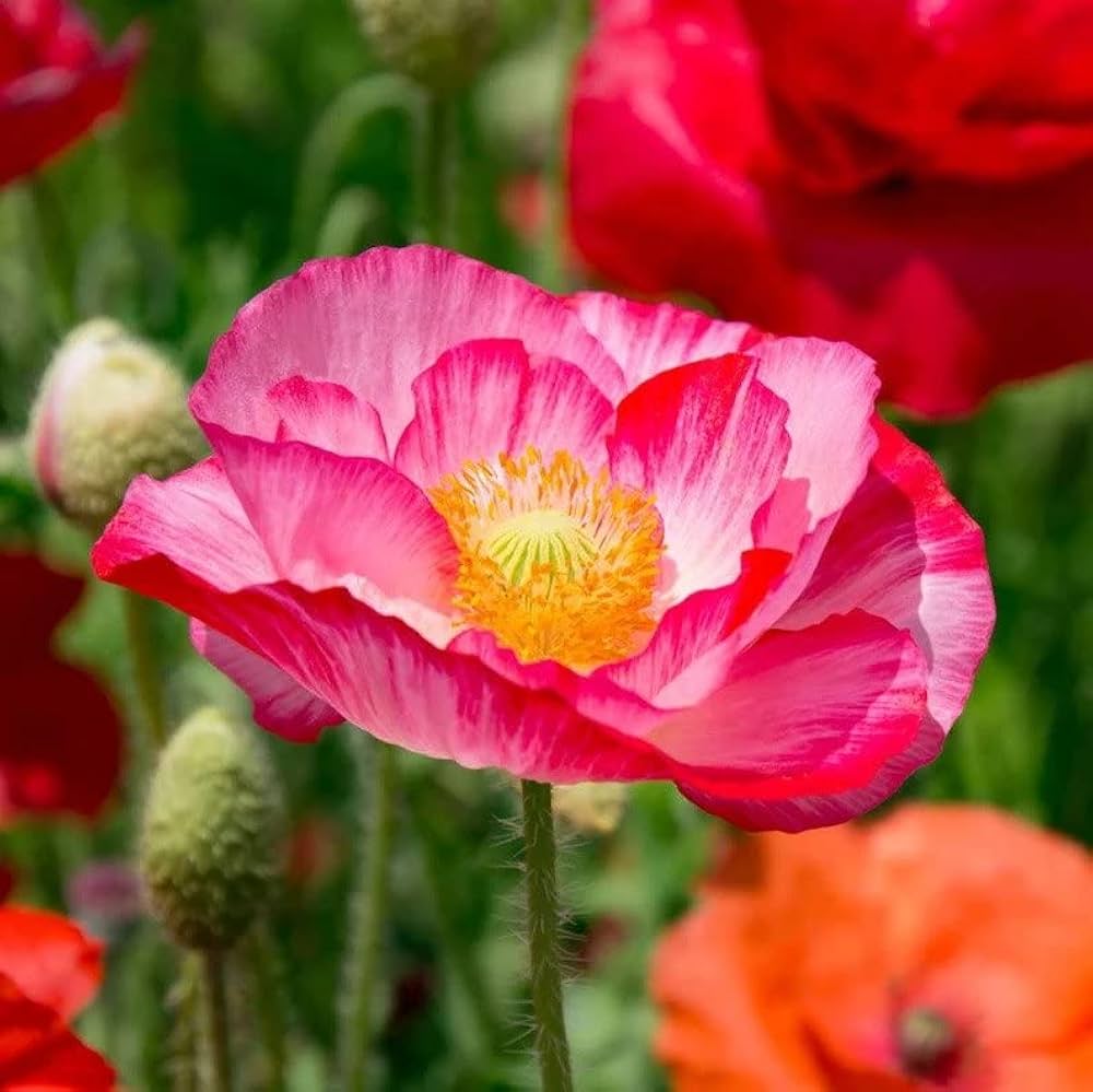 Afghan Special Poppy Seeds Papaver somniferum for Planting in Flower Bed