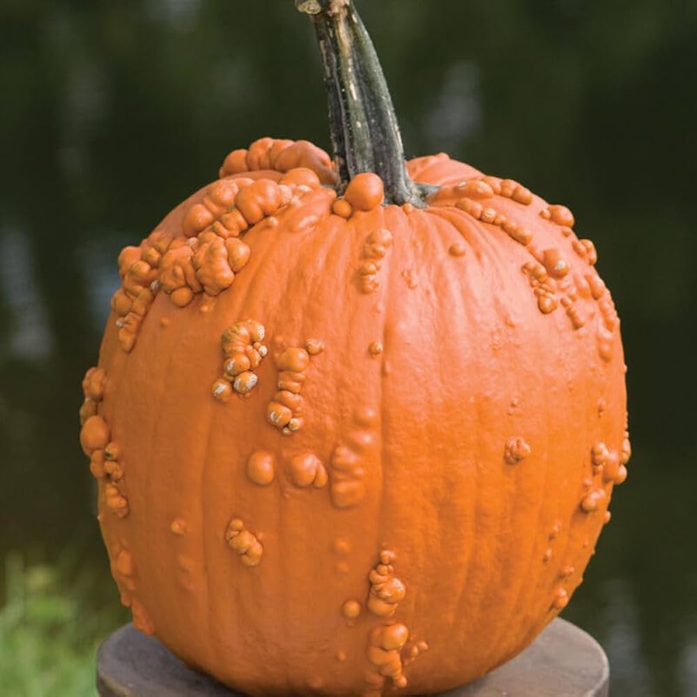 Orange Knucklehead Pumpkin Seeds for Planting for Planting, Premium Seeds | Heirloom Non-GMO
