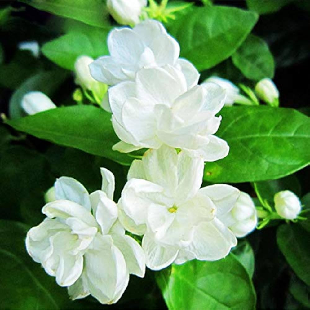 Jasmine Seeds for Planting Jasminum Officinale fragrance garden flower bed