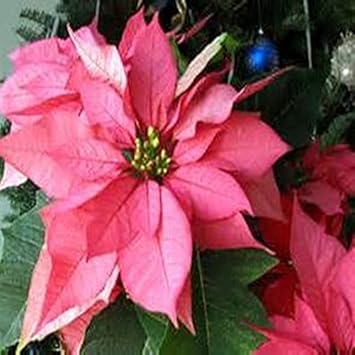Pink Poinsettia Flower seeds for Planting - Low Maintenance, Heirloom & GMO Free Seeds for Home Garden
 
 Sale for planting in home garden