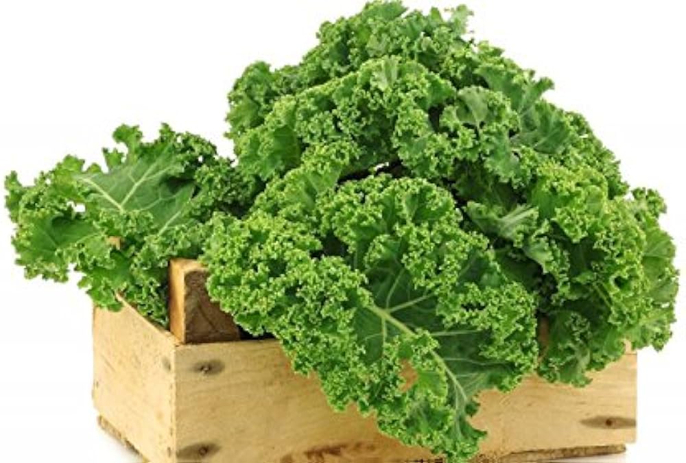 Kale Seeds for Planting Brassica oleracea for vegetable patches and urban gardens