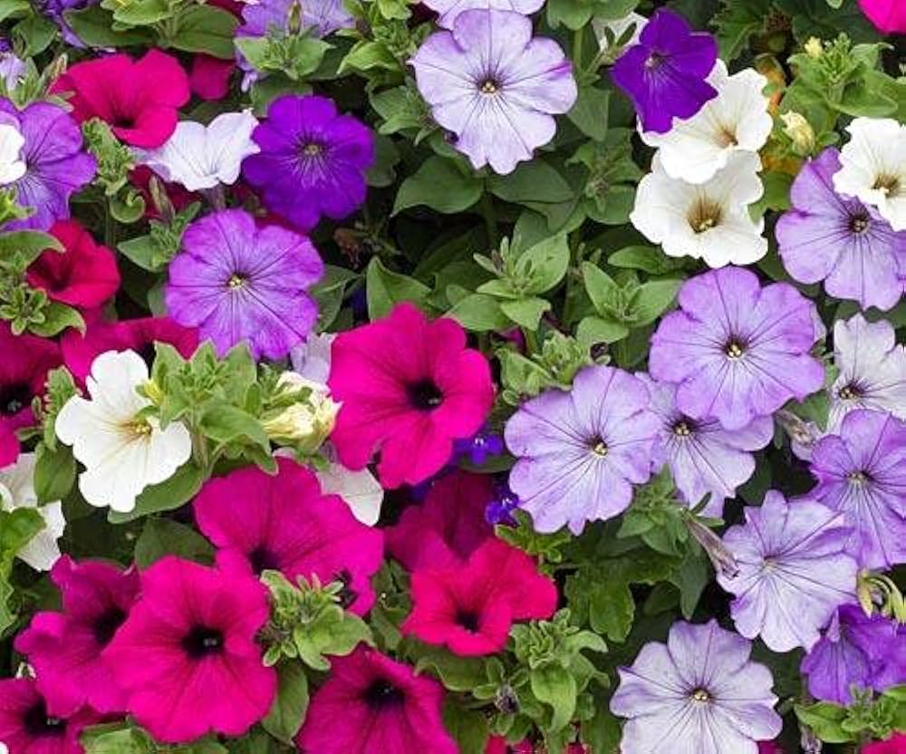 Petunia Hybrida Balcony Flowers Seeds