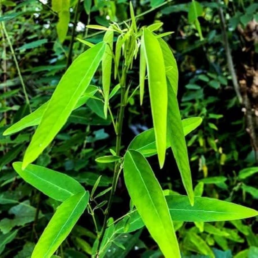 Desmodium Gyrans Desmodium gyrans Grass Plant Seeds for Planting in Garden