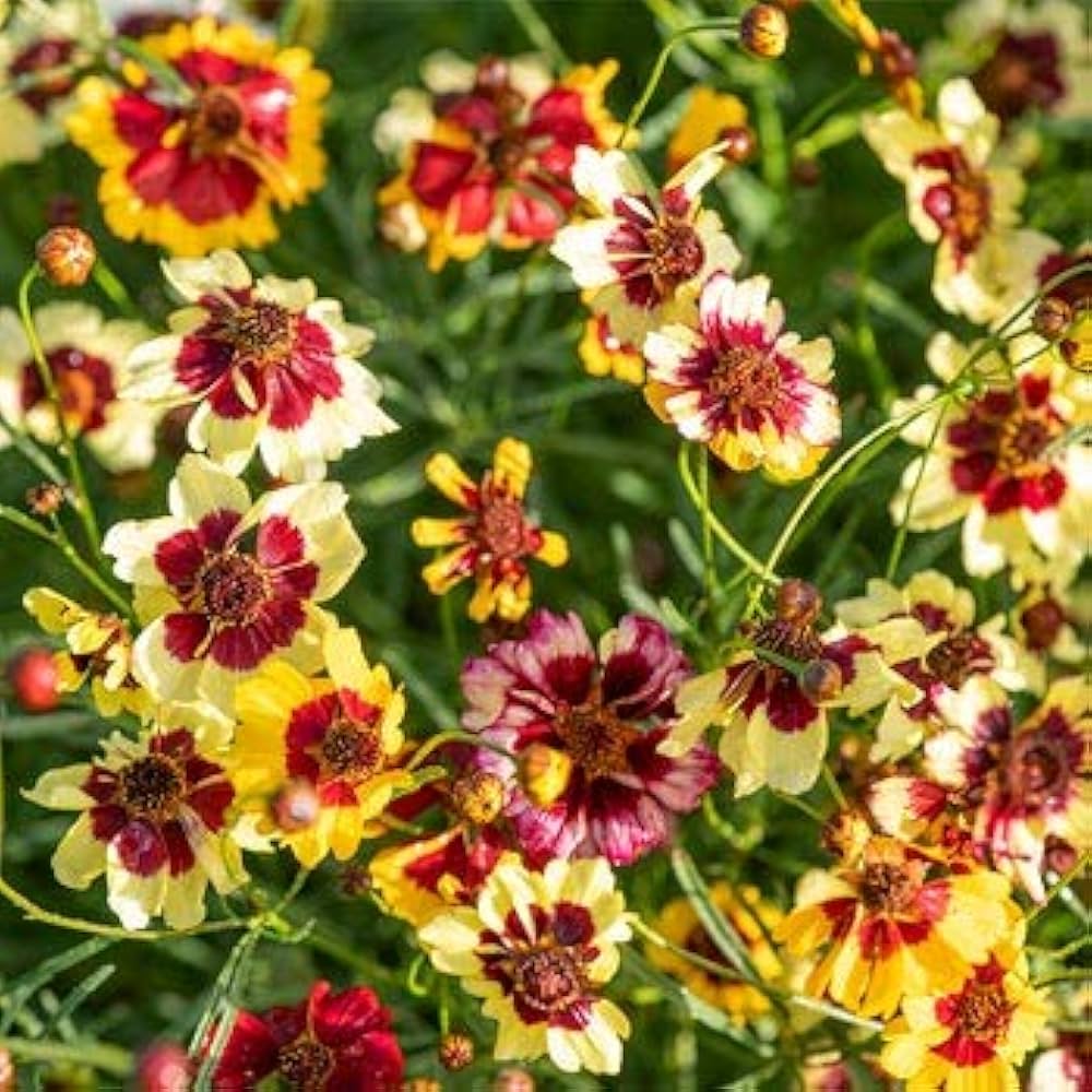 Plains Coreopsis Coreopsis tinctoria Seeds growing in home gardens, containers, raised beds, and outdoor landscapes