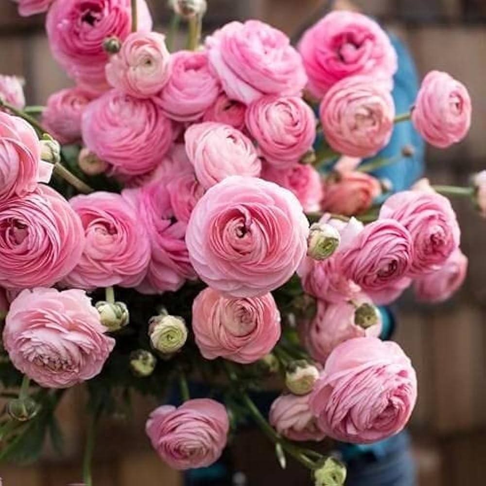 Ranunculus Baby Pink Flower seeds for Planting - Garden Favorite, Heirloom & GMO Free Seeds for Home Garden
