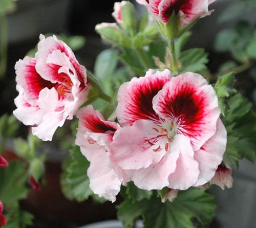 Pink White Univalve Flower seeds for Planting - Easy to Grow, Heirloom & GMO Free Seeds for Home Garden