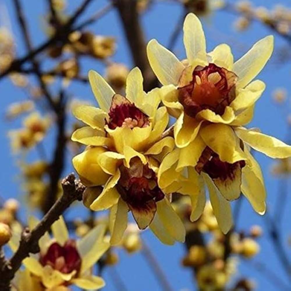 Red Chimonanthus Flower seeds for Planting - Cottage Garden Essential, Heirloom & GMO Free Seeds for Home Garden