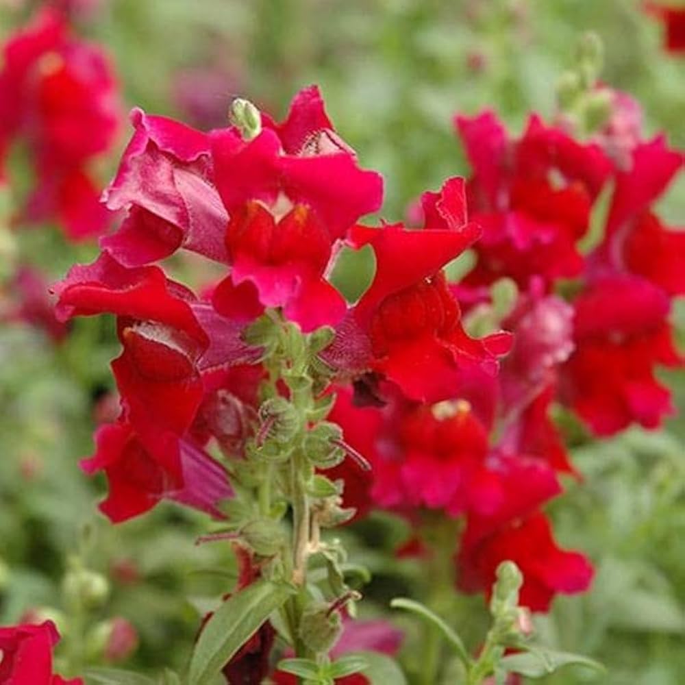 Light Red Antirrhinum Flower Seeds for Planting Cut Flower Favorite Heirloom & GMO Free Seeds for Home Garden
 
 Sale