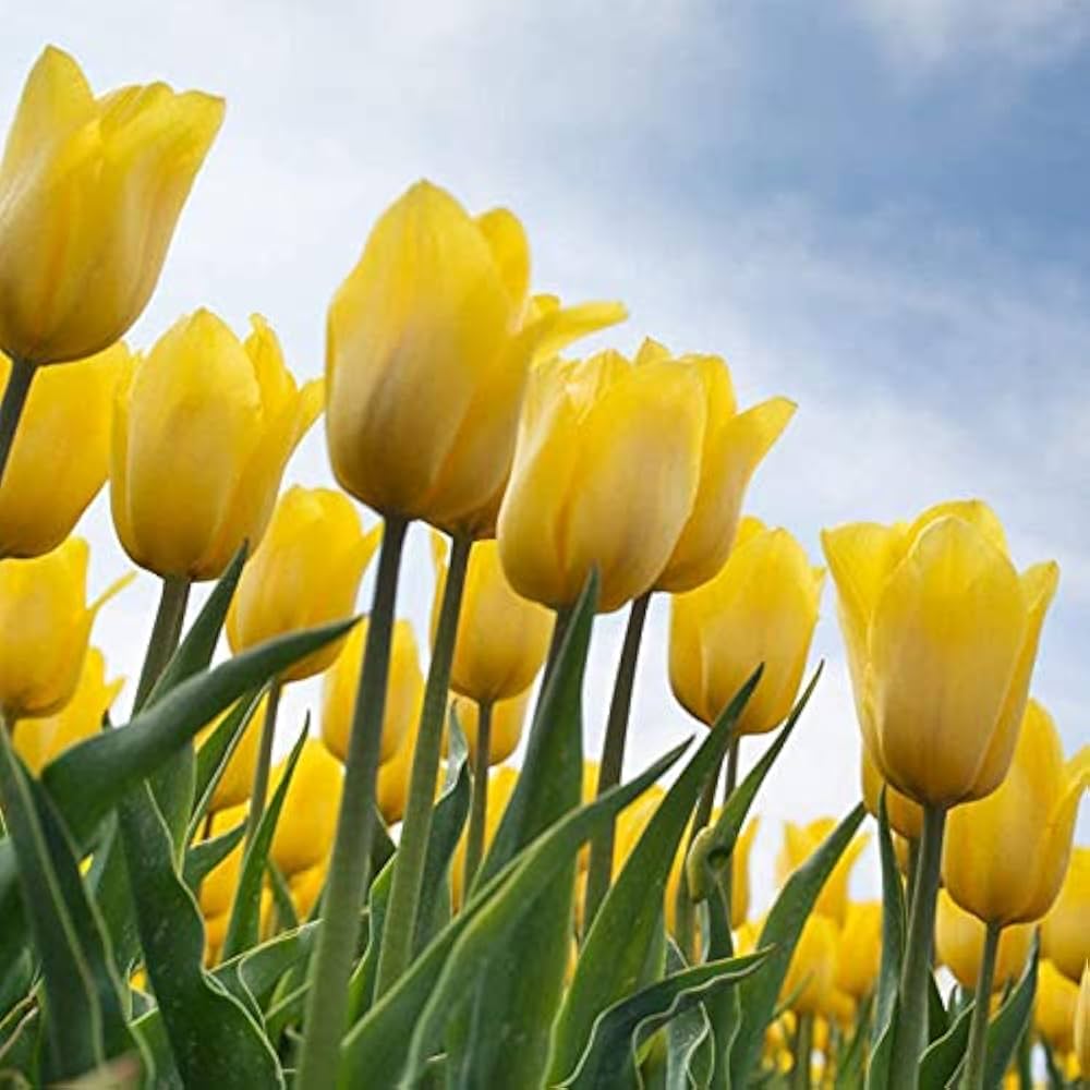 Light Yellow Tulip Flower seeds for Planting - Shade Tolerant, Heirloom & GMO Free Seeds for Home Garden