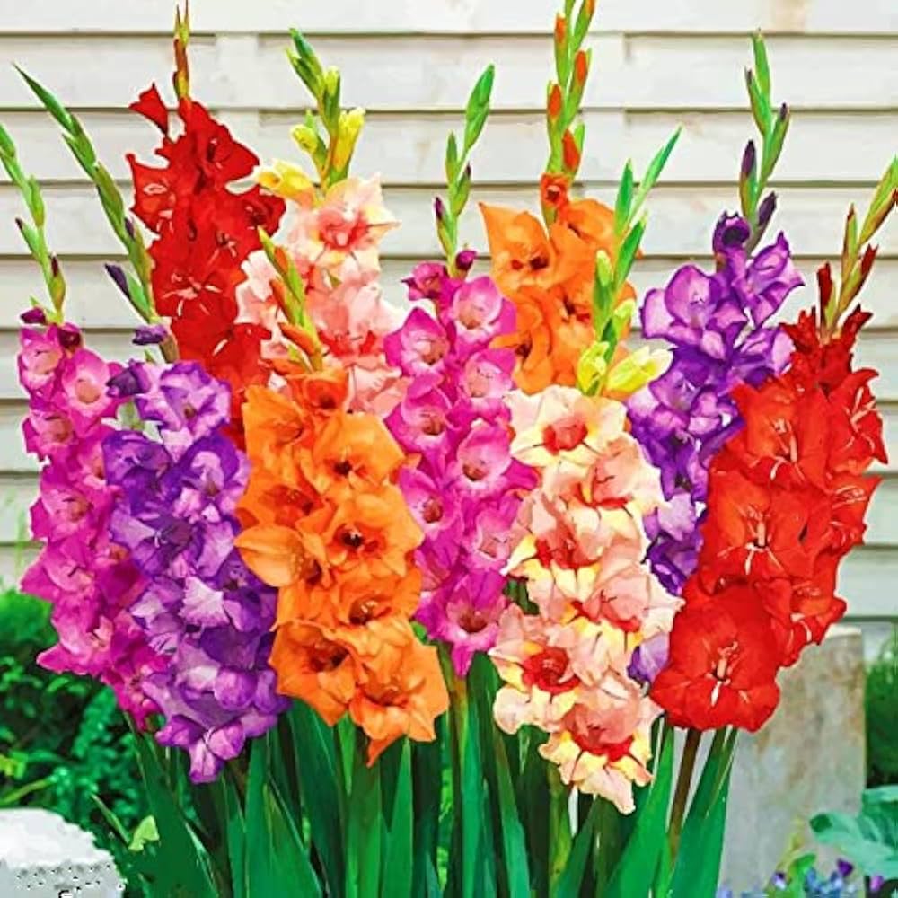 Gladiolus mic Flower Planting Seeds for Vibrant Garden Blooms