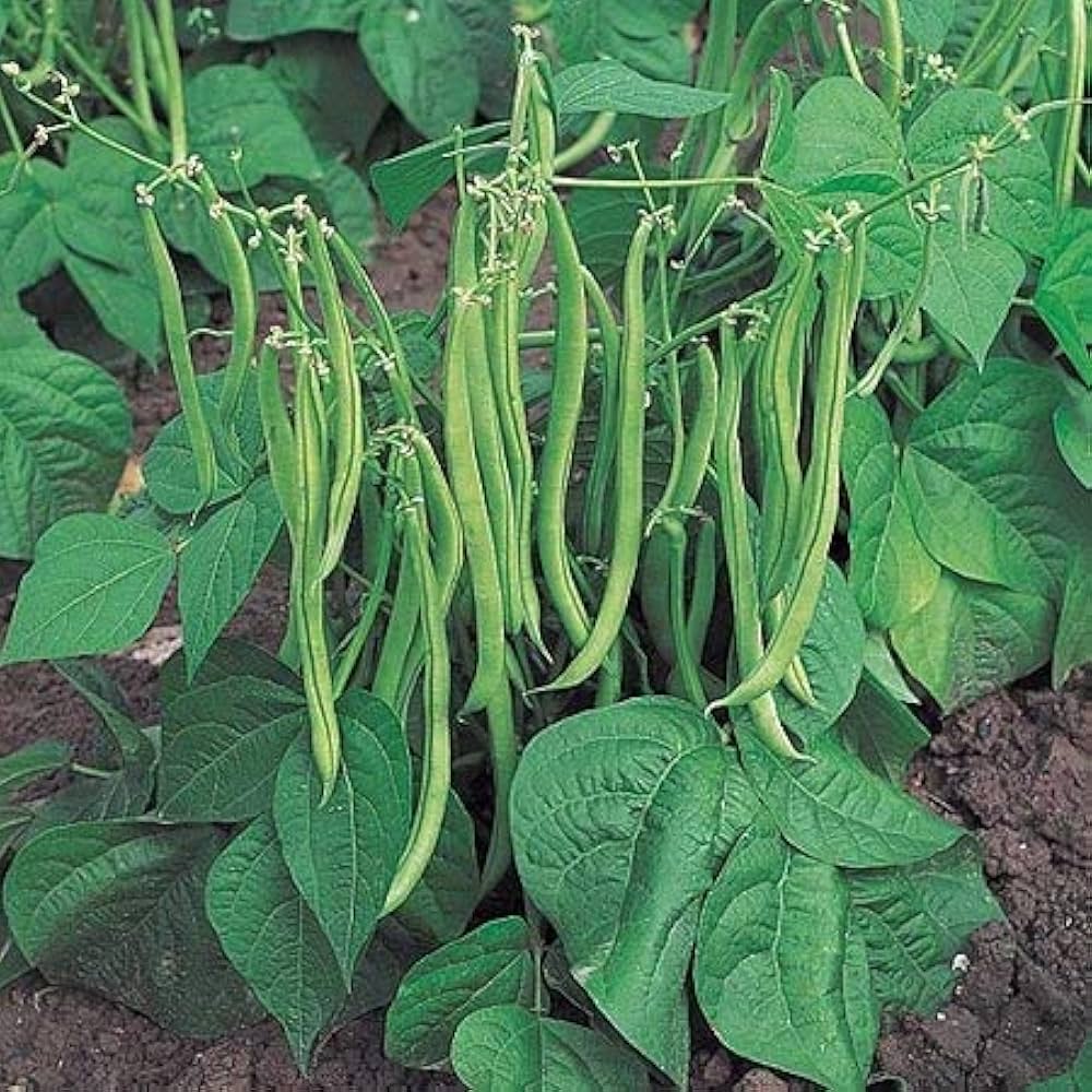 Pole Bean Phaseolus vulgaris Seeds for Planting in Vegetable Patch