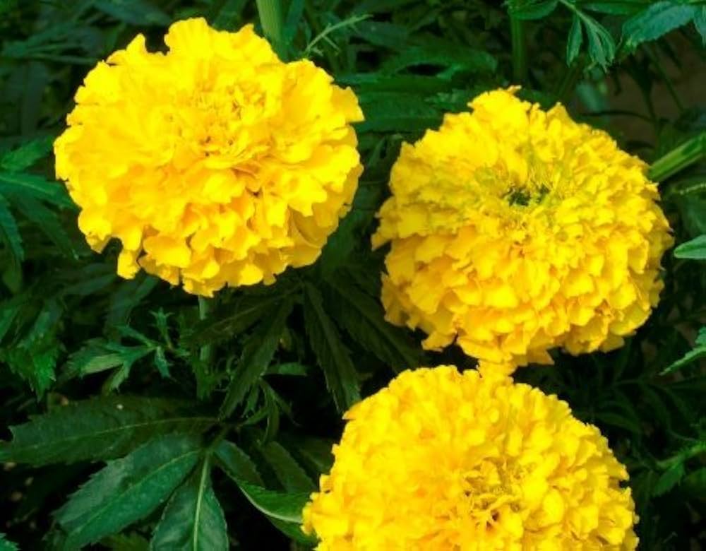 Marigold Seeds Tagetes erecta for Planting in Flower Bed and Garden Border