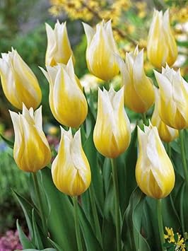 Yellow White Tulip Flower seeds for Planting - Shade Tolerant, Heirloom & GMO Free Seeds for Home Garden
 
 Sale seeds for home garden