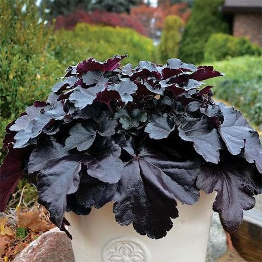 Black Obsidian Flower seeds for Planting - Cottage Garden Essential, Heirloom & GMO Free Seeds for Home Garden