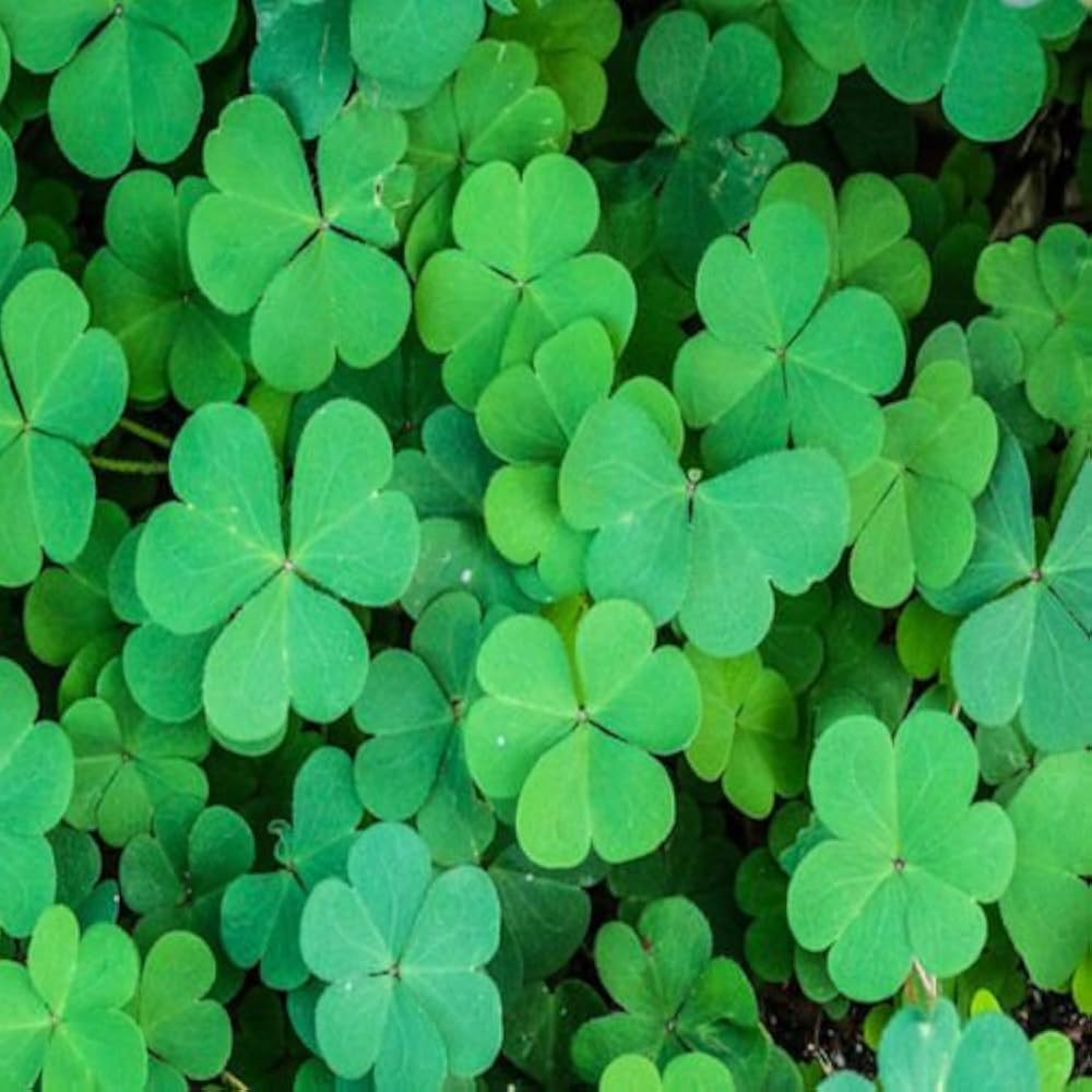 Four-Leaf Clover Seeds for Planting Trifolium Repens lucky charm home garden