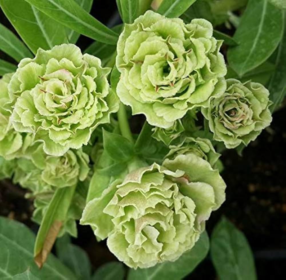 Light Green Adenium Obesum Seeds Flower seeds blooming in flower beds, containers, borders, and pollinator-friendly gardens