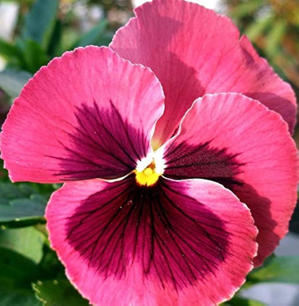 Pink Red Pansy Flower Seeds for Planting Long Bloom Season Heirloom & GMO Free Seeds for Home Garden
 
 Sale