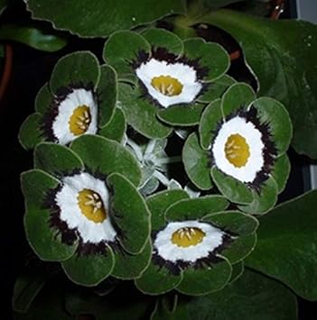 Green White Primrose Flower seeds for Planting - Perfect for Borders, Heirloom & GMO Free Seeds for Home Garden
 
 Sale seeds for home garden