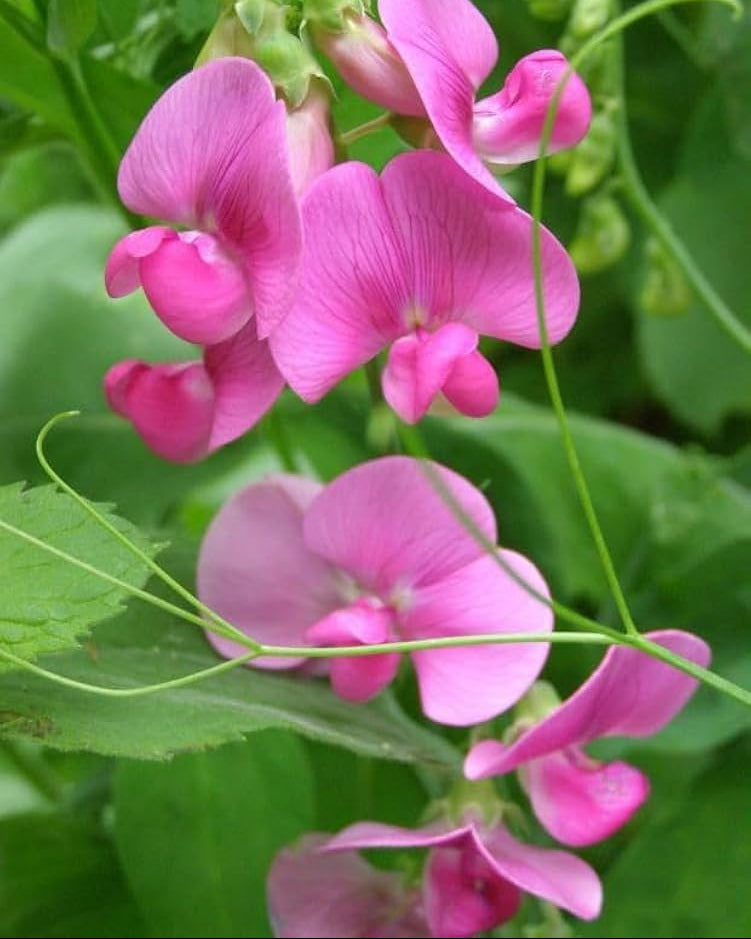 Sweet Peas Flower seeds for Planting - Long Bloom Season, Heirloom & GMO Free Seeds for Home Garden