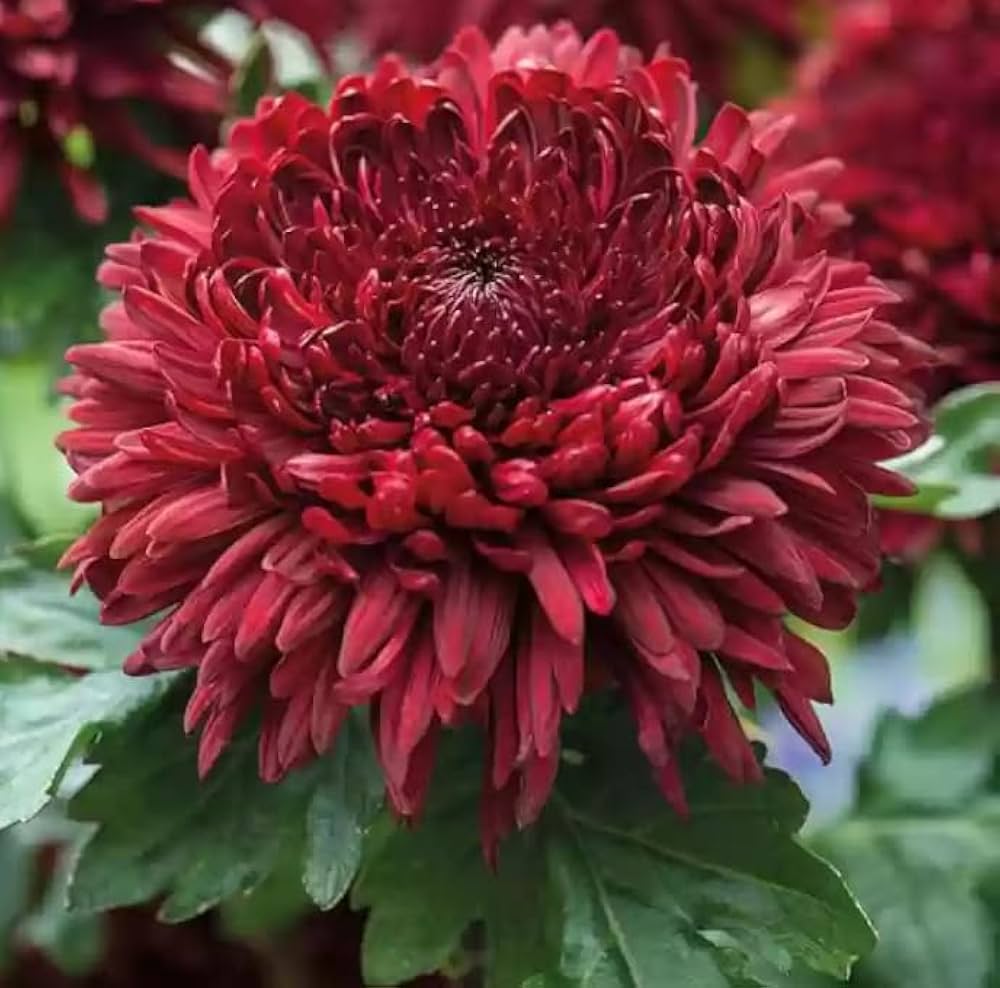 Chrysanthemum Red Flower seeds for Planting - Cut Flower Favorite, Heirloom & GMO Free Seeds for Home Garden