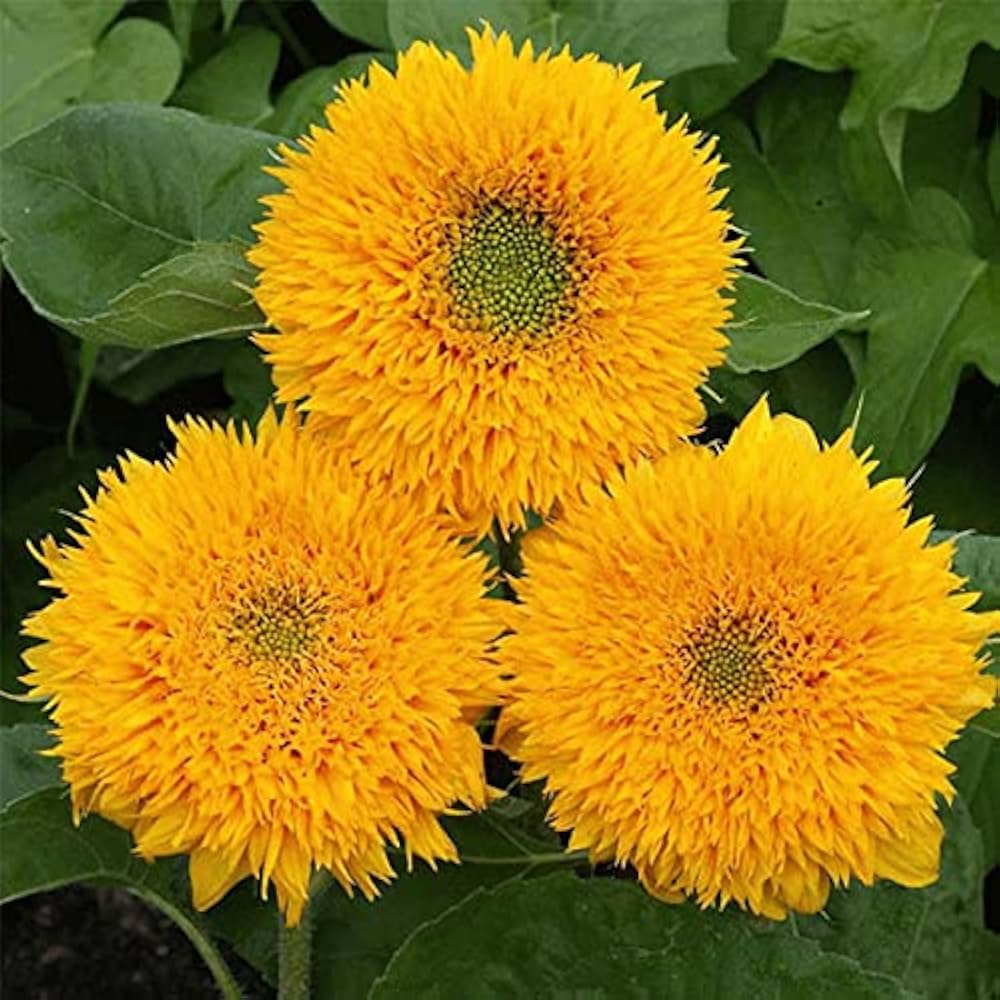 Yellow Teddy Sunflower Seeds - Easy Garden Planting
