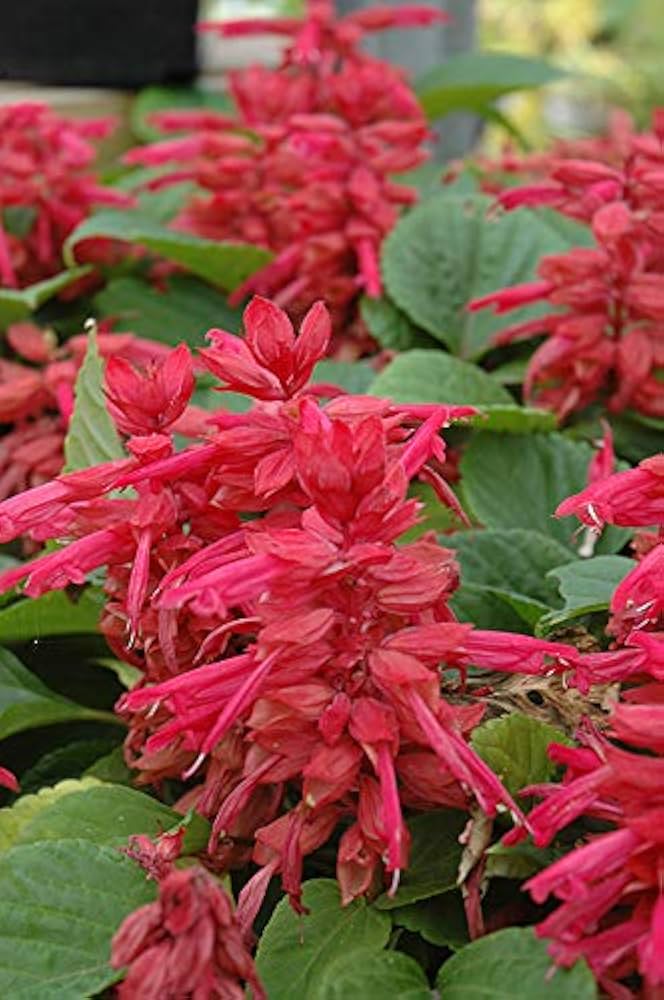 Rose Salvia Vista Seeds for Planting Home Flower Beds Urban Gardens